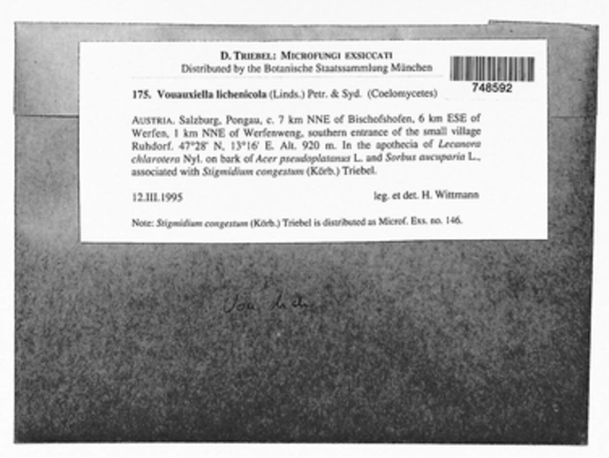 Vouauxiella lichenicola image
